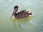 Pelicans